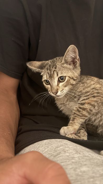 Doaçao de gato encontrado na rua