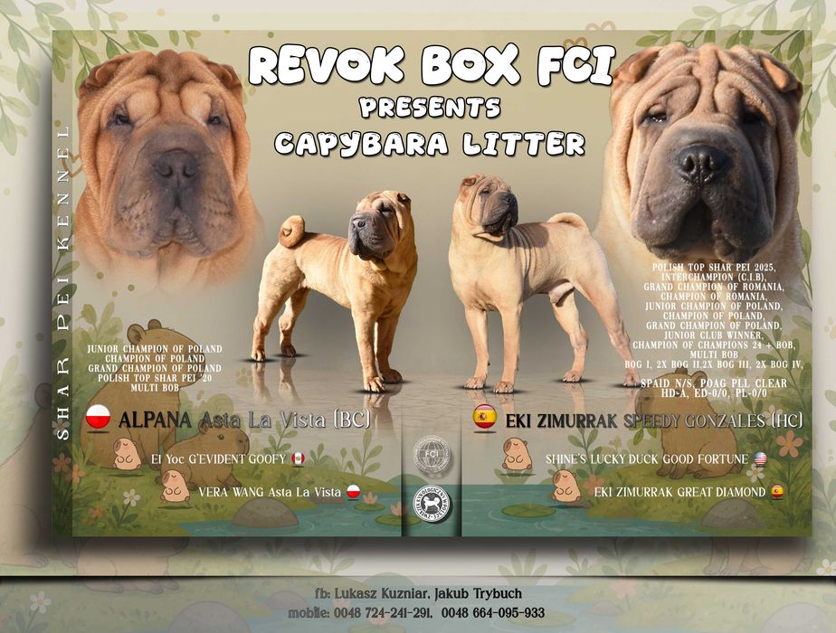Shar pei, szczenię, suczka ZKwP/FCI