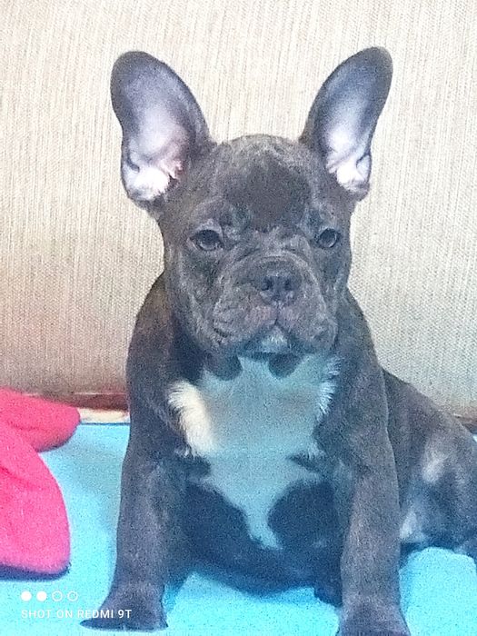 Супер девочки бульдожки.