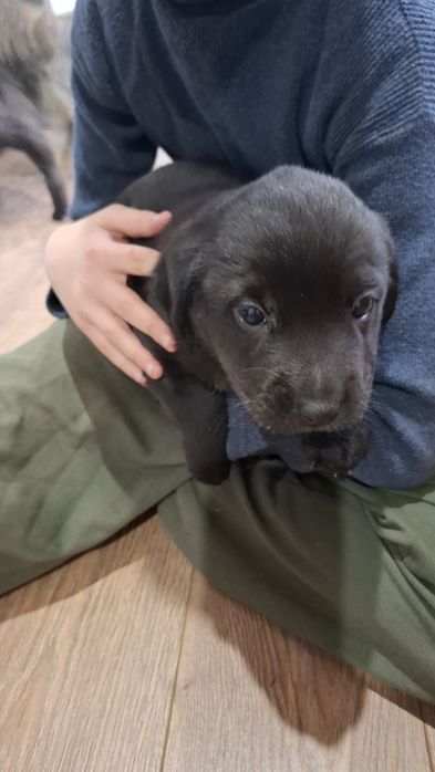 Віддам собачок у добрі руки.