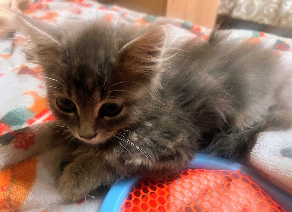 класне котенятко, хлопець,  2 міс.