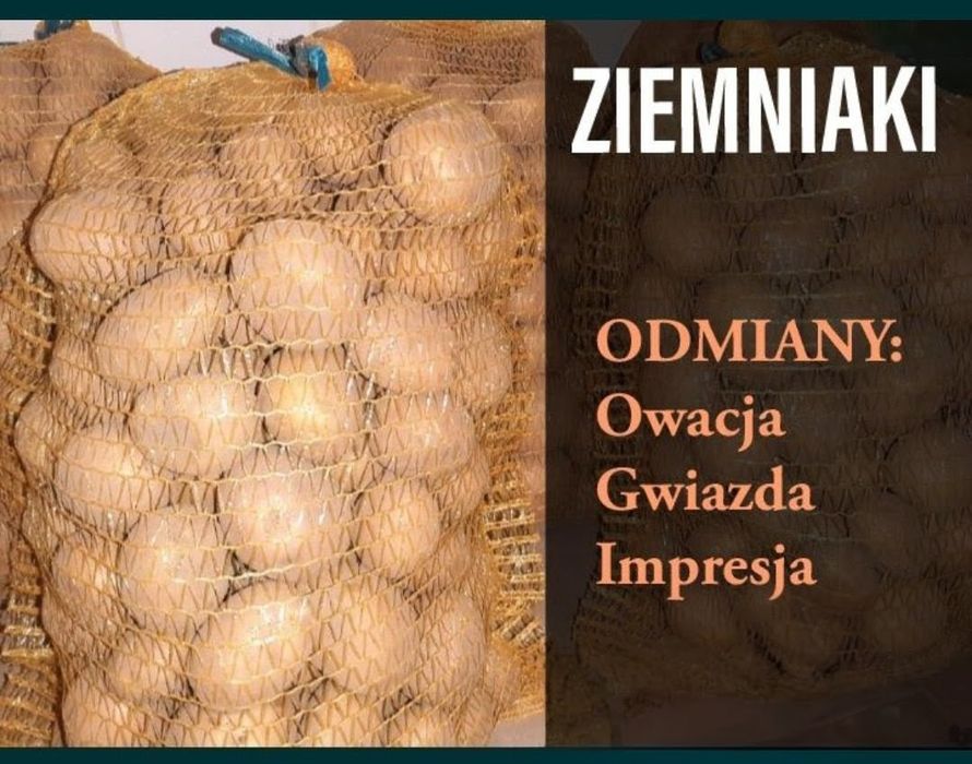 Ziemniaki odm. Impresja Owacja Gwiazda