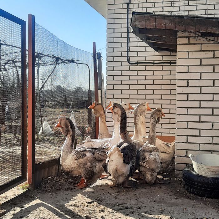 Продам гусаків Холмогорів