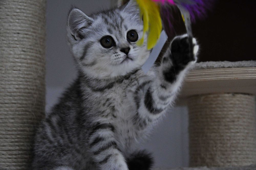 Sliczna koteczka krótkowłosa silver tabby