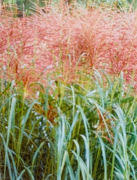 Miskant Chiński Rotfeder cena 28 zł