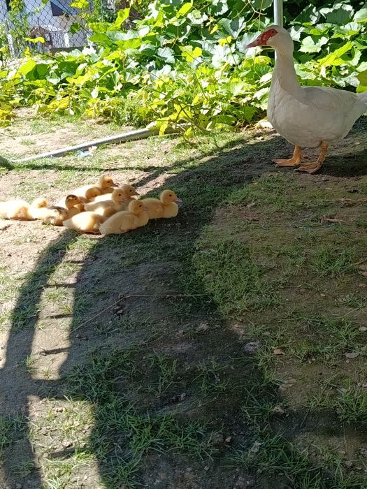 Каченята Німецької породи