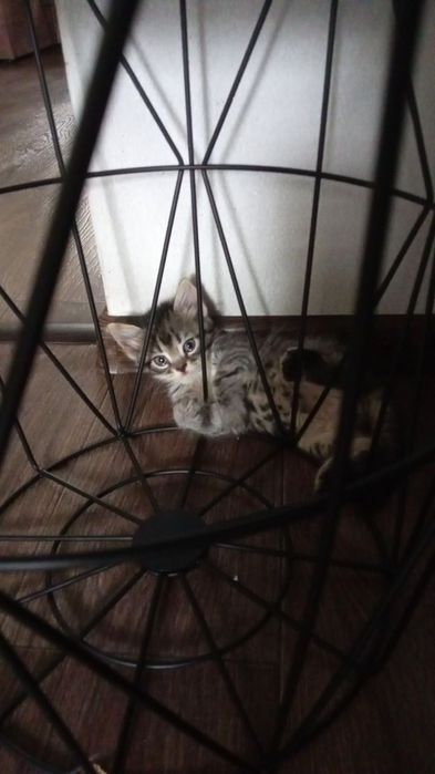 Кошенята безкоштовно