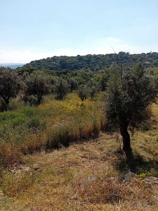 quinta  s mamede urra Alentejo Portalegre
