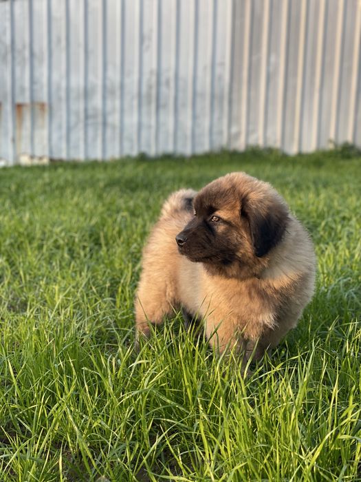 Serra da Estrela TOP