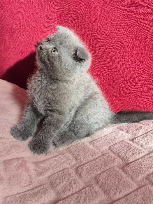 Продам шотландських кошенят, скоттиш страйт.