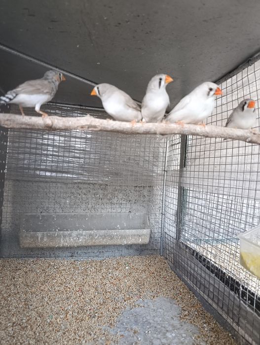 Pássaros diamante mandarins 2026