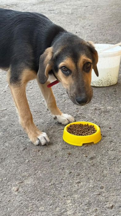 Замечена собака в красном ошейнике