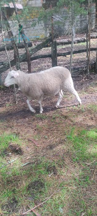 Cruzado de INRA 401 + fêmea INRA