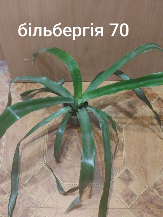 Вазони ціни на фото