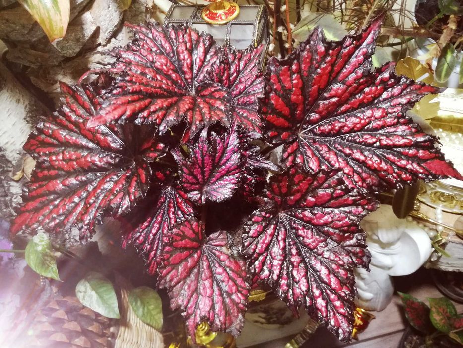 Begonia NoID Red Spider Black Web potwór TOTALNY UNIKAT Monstera
