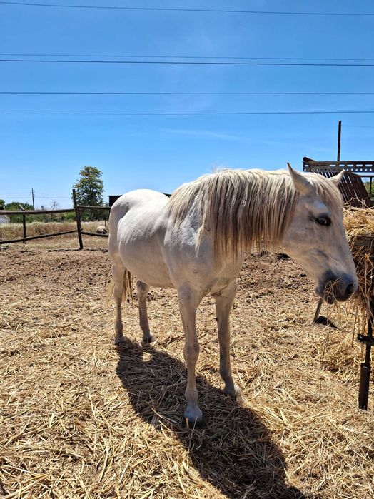 Cavalos para  venda