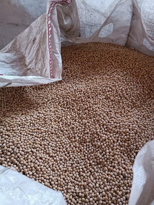 Groch jary Astronaute nasiona