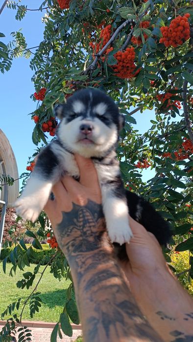 Красуня! Хаскі! Продам