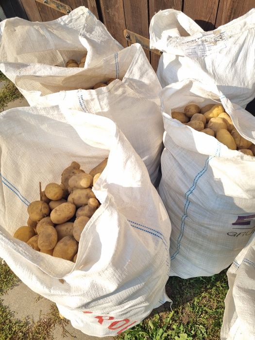 Ziemniaki odmiany bursztyn