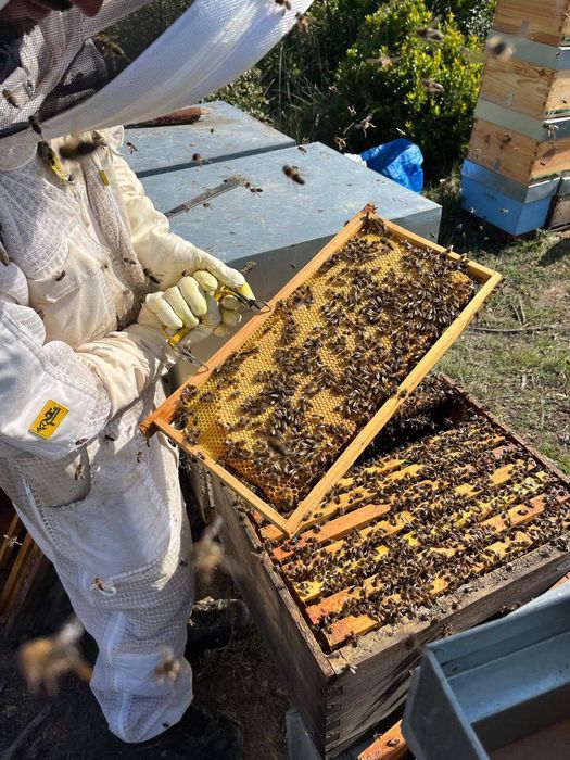 Vendo Enxames de Abelhas - Núcleos 5 quadros (Colmeia Langstroth)