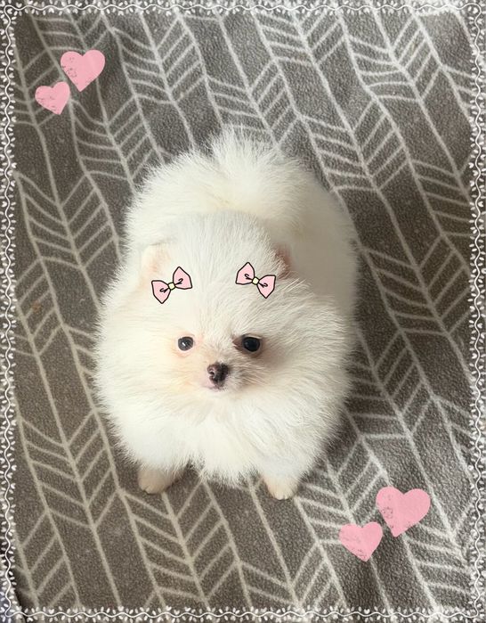 Linda femea  pomerania