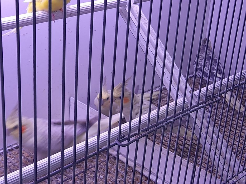 Kakarikis, caturras..