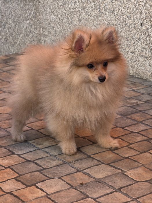 Spitz Alemão Macho