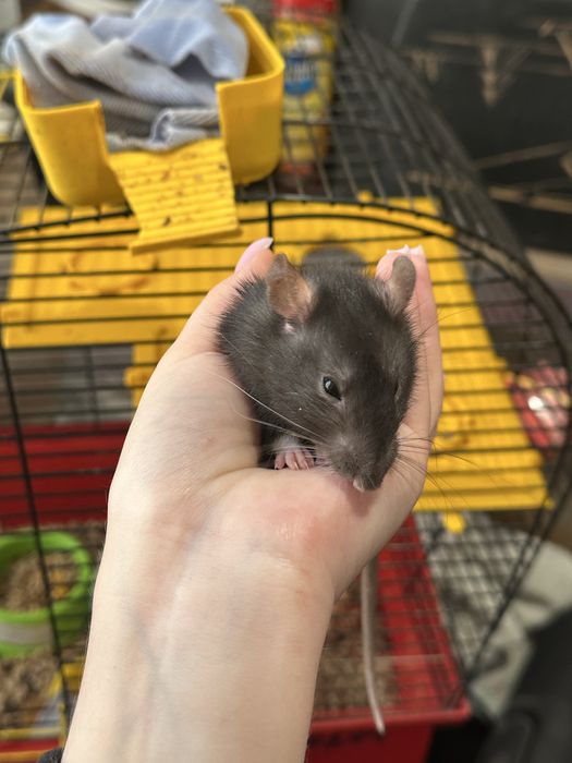 Гризуни, мишка, криса, щурик