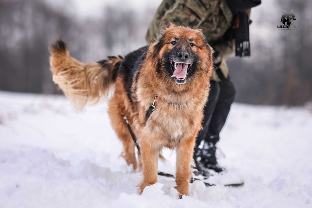 Rocky , około 5 letni owczarek do adopcji z fundacji