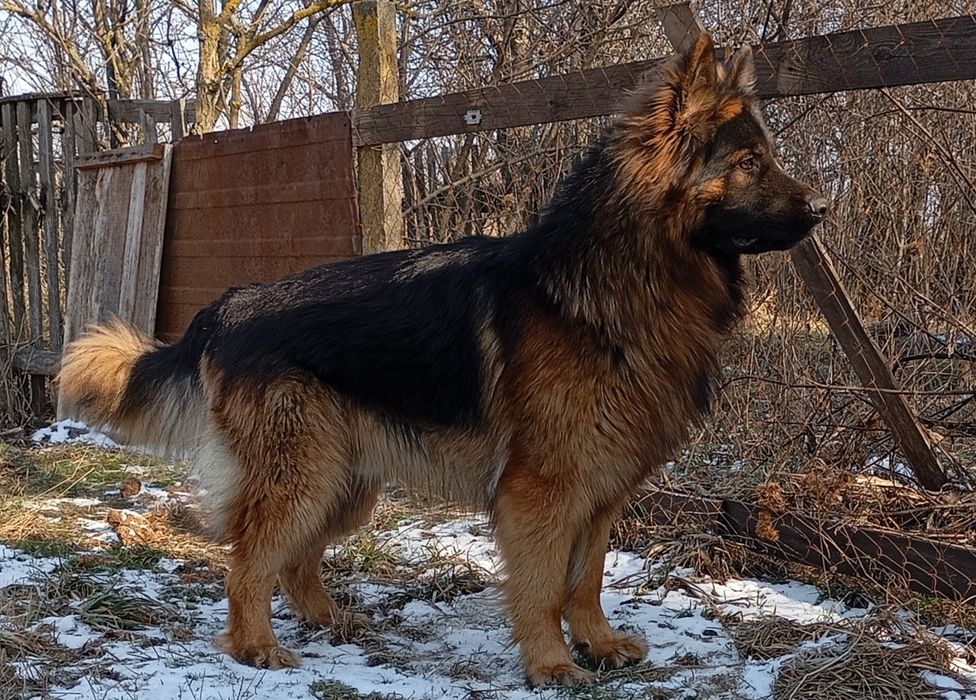 Німецька вівчарка в'язка