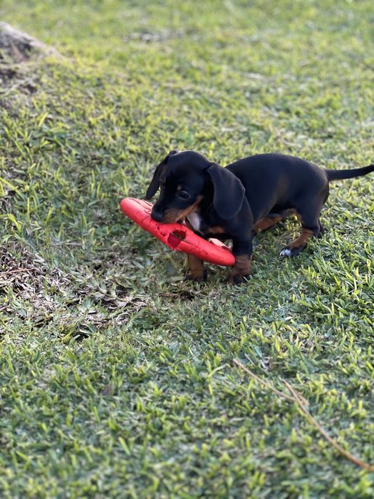 Teckel kaninchen