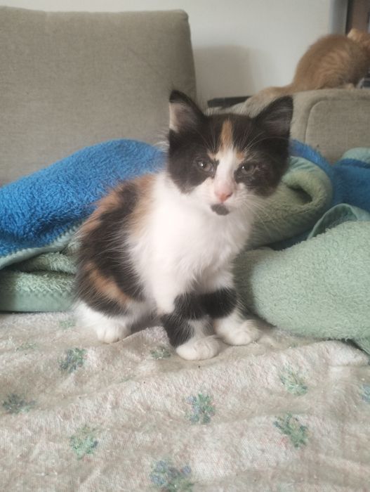 Gatinha para adoção responsável
