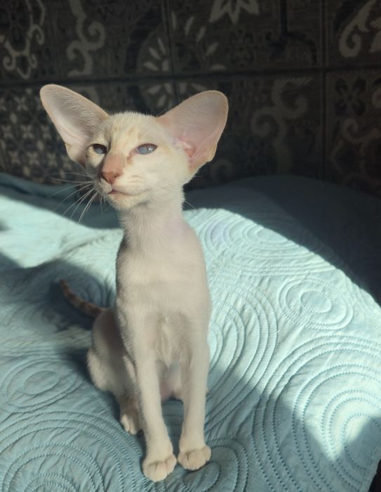 Сіамоорієнтальна дівчинка