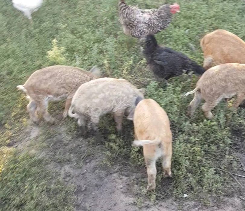 Венгерська мангалиця чистокровна