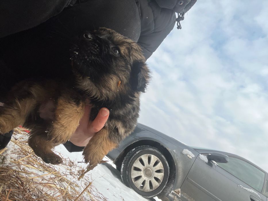 Pieski szukają dobrego domu