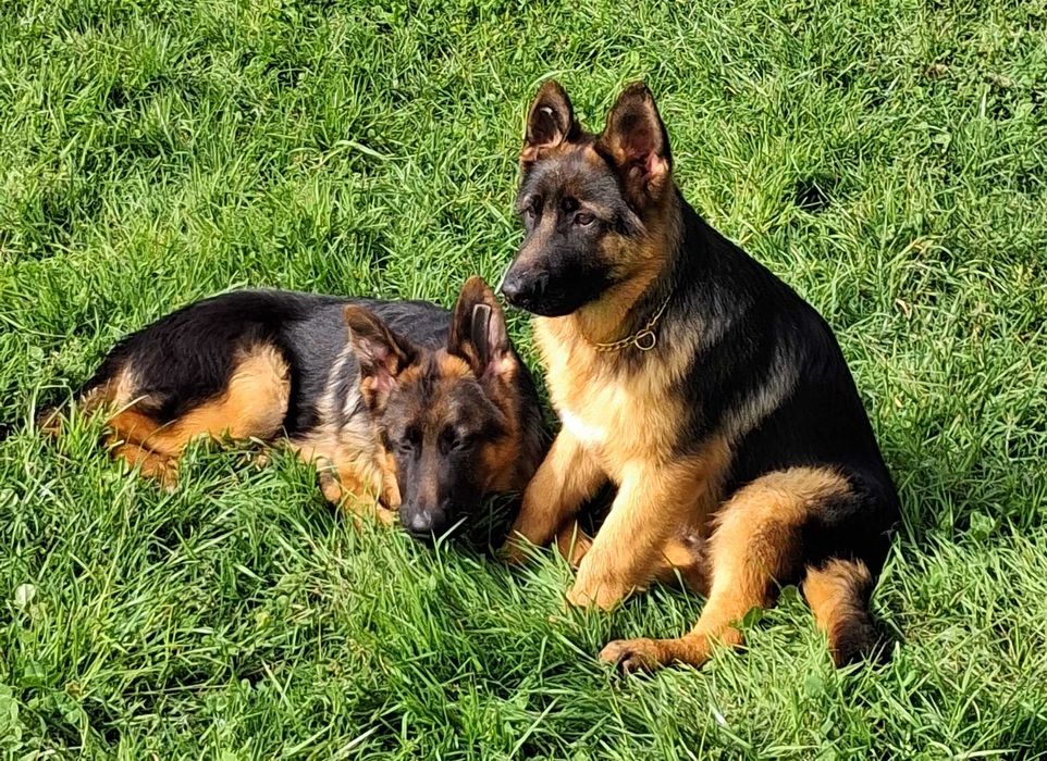 Cachorro Pastor Alemão  Linhagem Superior EMSI‑HAUS & Tigback Hof