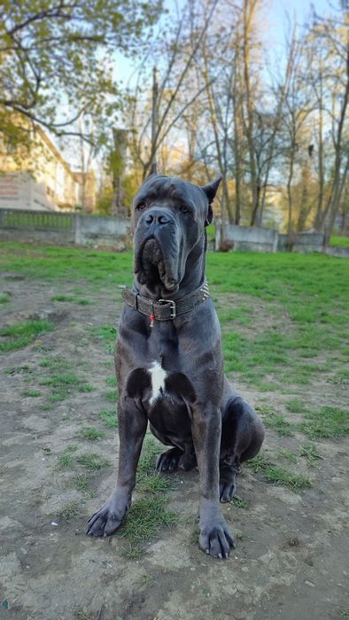 Кане Корсо шукає наречену