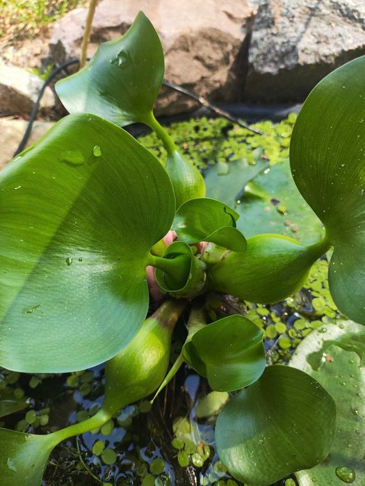 Водні плаваючі  рослини Сальвінія та гіацинт для акваріума та ставка