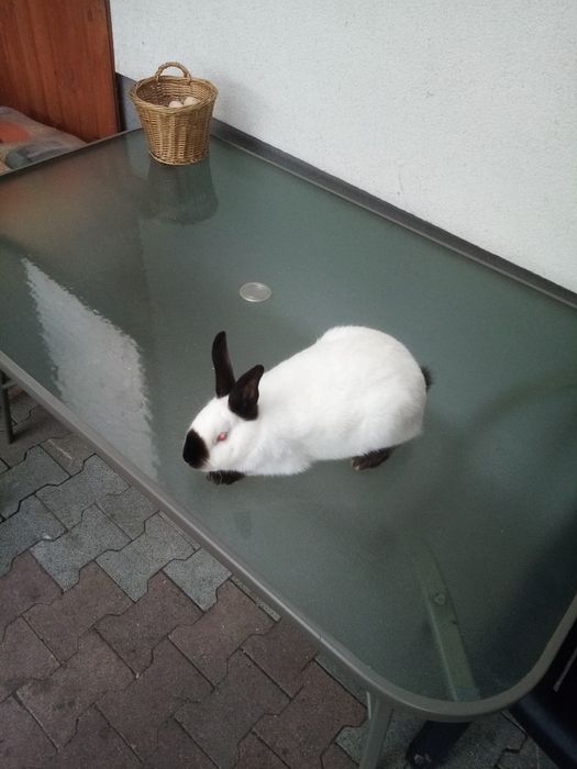 Króliki kalifornijskie