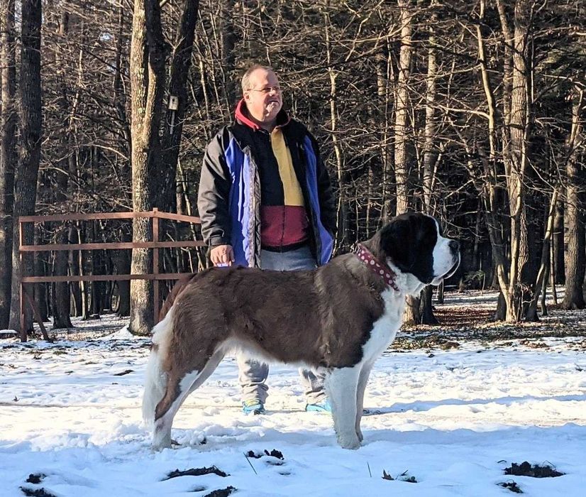 Długowłosa piękna dziewczynka Bernardyn . Rodowod FCI