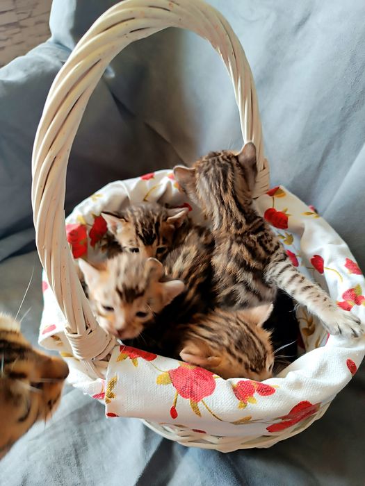 Бенгальські кошенята