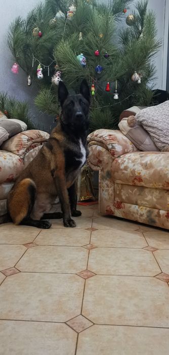 Вязка. Кобель Малинуа.