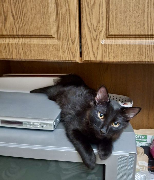 віддам котика безкоштовно