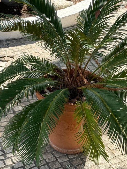 Palmeira - Planta natural Cycas revoluta