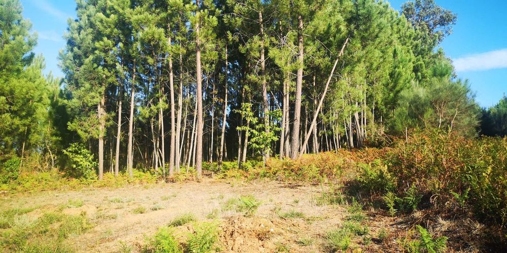 Vende-se Terreno Misto c/6500m2 - São Martinho de Anta (Sabrosa)