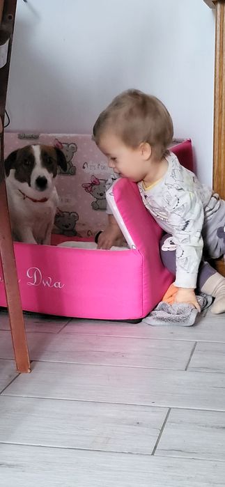 Jack Russell Terrier Suczka Hodowlana 4 lata