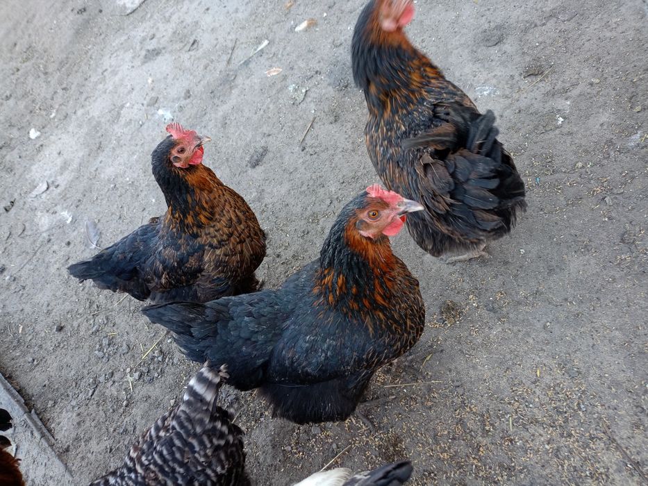 Kury marans kogut marans araukany legbar creme