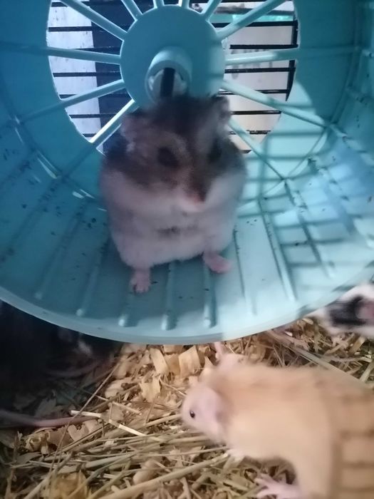 Хомячки, мышки, клетки, корма