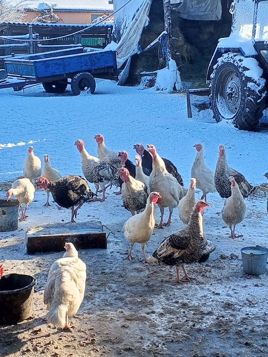 Продам індиків домашні