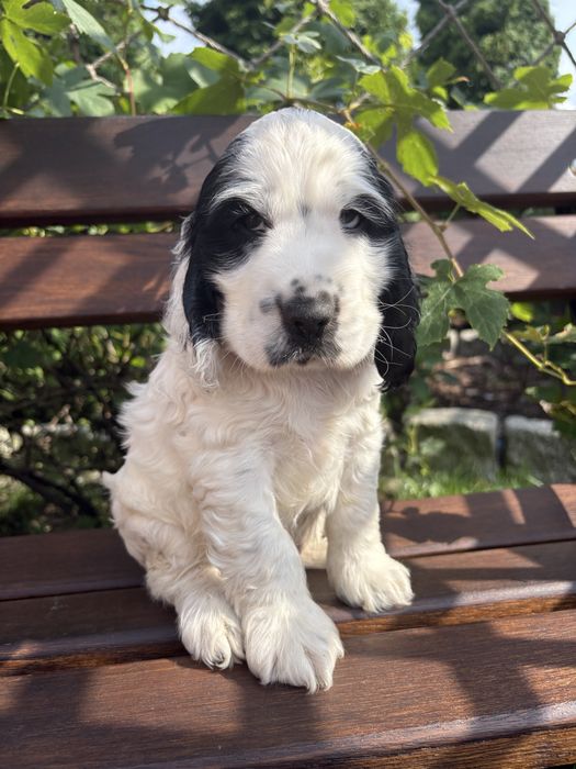 Piesek cocker spaniel angielski z rodowodem